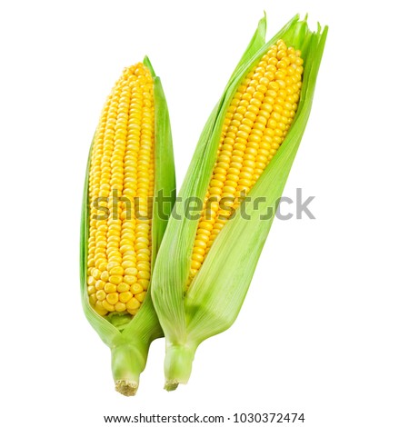 Corn on the cob kernels close up shot Clipping Path