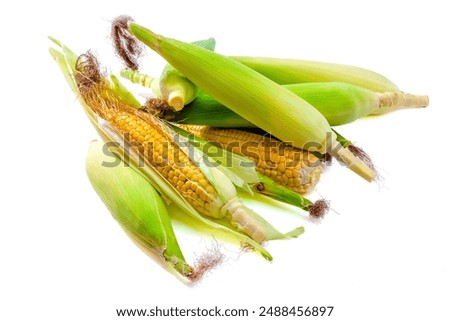  Corn on the cob maize sweetcorn yellow whole ear-maize organic ear-corn fresh sweetcorns zea mays makka bhutta closeup mazorca maiz image espiga milho picture epi mais stock photo