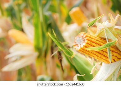 Corn On The Cob In Plantation Field. Ripe Maize Crops Are Ready For Harvesting.