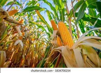 Corn on a cornfield before harvest