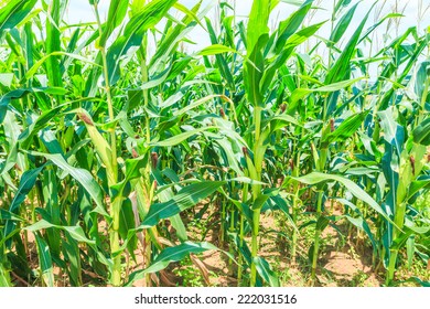 Zea Mays Linn Sweet Corn Field Stock Photo (Edit Now) 392853043