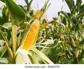 Corn On The Stalk In The Field