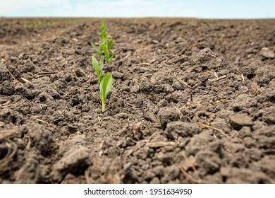 Corn Plant Emerging Out Of Soil. VE Growth Stage. Concept Of Farming, Agriculture And Planting Season