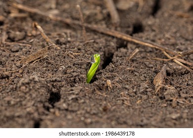 Corn Plant Emerging Out Of Soil. VE Growth Stage. Concept Of Farming, Agriculture And Planting Season