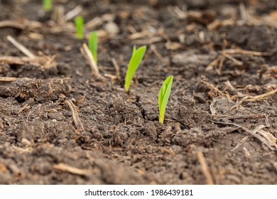 Corn plant emerging out of soil. VE growth stage. Concept of farming, agriculture and planting season