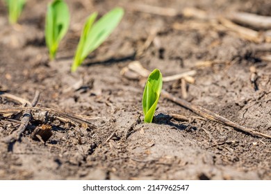 Corn plant emerging out of soil. VE growth stage. Farming, agriculture and planting season concept