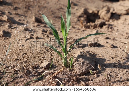 Similar – Foto Bild Bio Lauch Zwiebeln