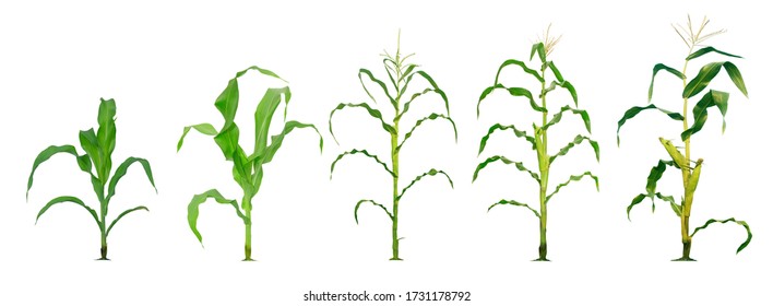 Corn Plant  Growing Isolated On White Background For Garden Design. The Development Of Young Plants, From Sequence To Tree, Ready To Be Harvested. Agriculture For The Food Industry