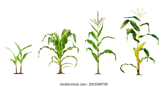 Corn plant  growing isolated on white background for garden design. The development of young plants, from sequence to tree, ready to be harvested. Agriculture for the food industry.