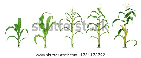 Corn plant  growing isolated on white background for garden design. The development of young plants, from sequence to tree, ready to be harvested. Agriculture for the food industry