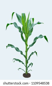 Corn plant isolated on white. Maize Isolated.