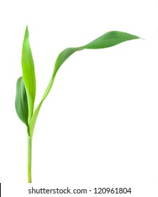 Corn Plant Isolated On White Background