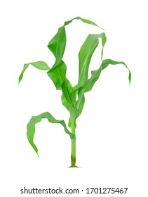 Corn Plant Isolated On A White Background With Clipping Paths For Garden Design. A Popular Grain Crop That Is Used For Cooking Or Processing As Animal Food.