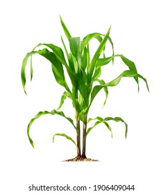 Corn Plant Isolated On A White Background With Clipping Paths For Garden Design. A Popular Grain Crop That Is Used For Cooking Or Processing As Animal Food. Agriculture Industry Is Growing Today.