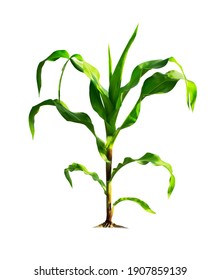 Corn Plant Isolated On A White Background With Clipping Paths For Garden Design. A Popular Grain Crop That Is Used For Cooking Or Processing As Animal Food. Agriculture Industry Is Growing Today.