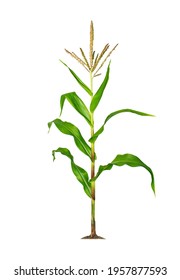 Corn Plant Isolated On A White Background With Clipping Paths For Garden Design. A Popular Grain Crop That Is Used For Cooking Or Processing As Animal Food. Agriculture Industry Is Growing Today.