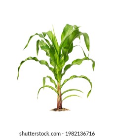 Corn Plant Isolated On A White Background With Clipping Paths For Garden Design. A Popular Grain Crop That Is Used For Cooking Or Processing As Animal Food. Agriculture Industry Is Growing Today.