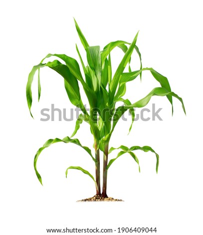 Corn plant isolated on a white background with clipping paths for garden design. A popular grain crop that is used for cooking or processing as animal food. Agriculture industry is growing today.