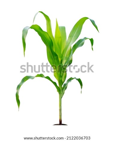 Corn plant isolated on a white background with clipping paths for garden design. A popular grain crop that is used for cooking or processing as animal food. Agriculture industry is growing today.