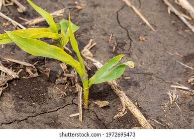 Corn Plant Leaf Damage From Wind And Hail.  Storm Damage, Crop Insurance Claim And Farming Concept