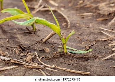 Corn Plant Leaf Damage From Wind And Hail.  Storm Damage, Crop Insurance Claim And Farming Concept