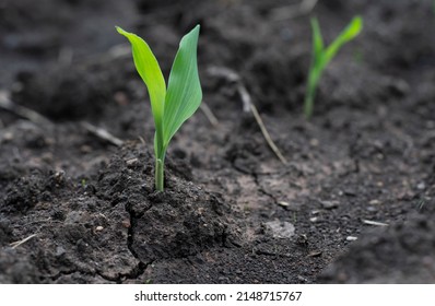 corn plant perfect growth food farmers