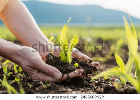 Corn plant saplings in hands in background of agricultural field area. Woman holding in hands green sprout seedling on black soil. Concept of Sustainability, Agricultural business, Farming, Ecology.
