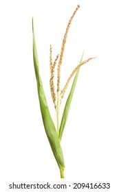 Corn Plant Seeds Isolated