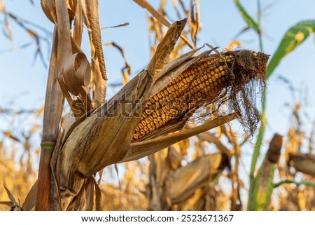 The corn plant showcases a mature ear filled with golden kernels, surrounded by dried leaves under clear blue skies during the fall harvest season in farmland