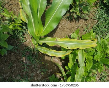 Corn Plant Showing Potassium Deficiency Symptoms