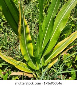 Corn Plant Showing Potassium Deficiency Symptoms