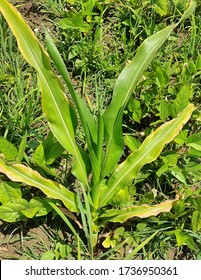 Corn Plant Showing Potassium Deficiency Symptoms