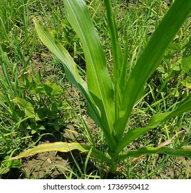 Corn Plant Showing Potassium Deficiency Symptoms