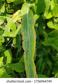 Corn Plant Showing Potassium Deficiency Symptoms