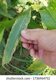 Corn Plant Showing Potassium Deficiency Symptoms