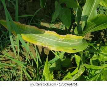 Corn Plant Showing Potassium Deficiency Symptoms