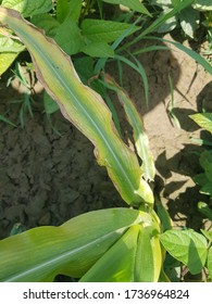 Corn Plant Showing Potassium Deficiency Symptoms