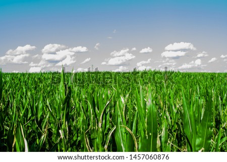 Image, Stock Photo agriculture Close-up