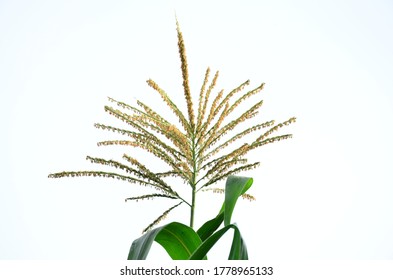 Corn Plant Tassel Image In The Garden