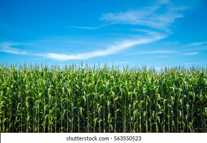 Corn Plantation