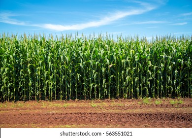 Corn Plantation