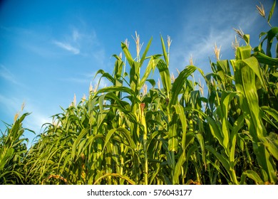 Corn Plantation