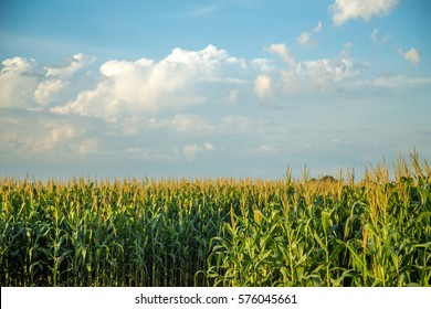 Corn Plantation