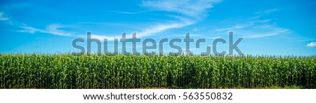 corn plantation