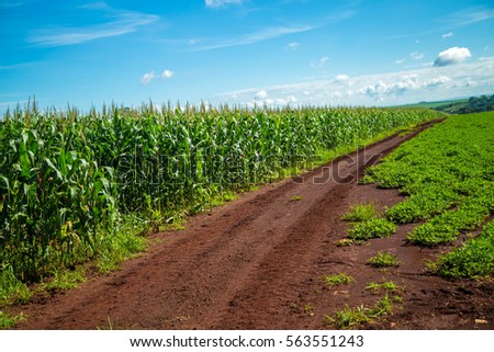 corn plantation