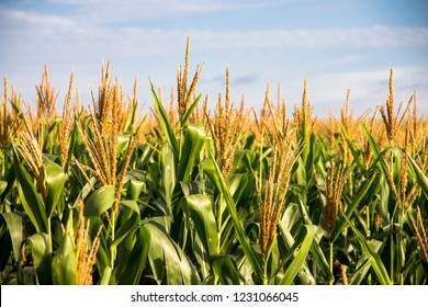 Corn Plantation Food