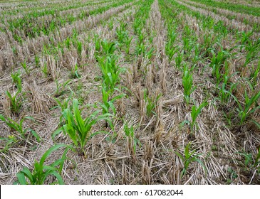 Corn Plantation With No Tillage Technique