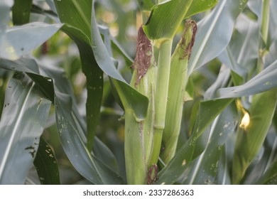 Corn plantation in a village in Indonesia - Shutterstock ID 2337286363
