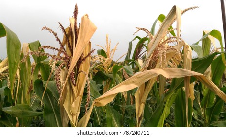 Corn Planting At The Field Is Damaged By Heat Stress From Rising High Temperatures, Abiotic Stress.