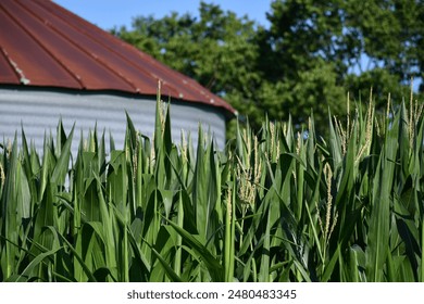 Corn plants by a grain bin